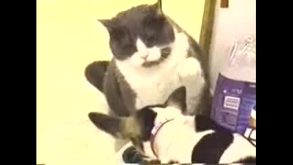 Котка счупва от бой кученца