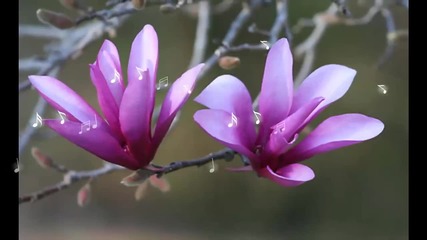 Прекрасна пролет... ...(music Andre Rieu)... ...