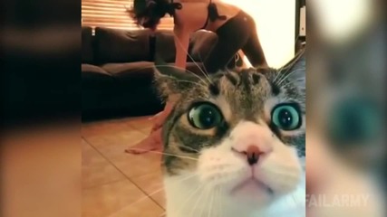 Cats Being Jerks Video Compilation - Failarmy
