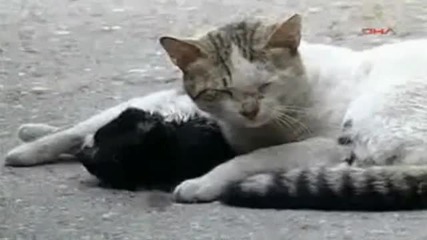 Котката не оставя мъртвата си приятелка 