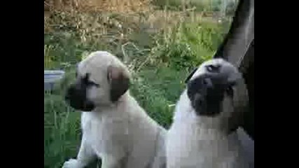 Turkish Shepherd Dogs - Kangal 