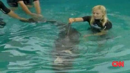Спасяване На Делфини В Беда - Нападнати От Акули