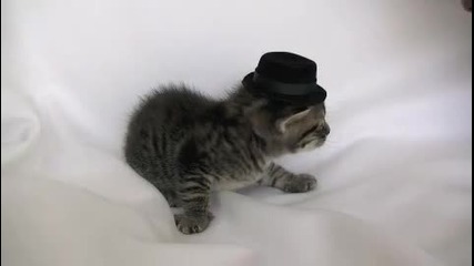 Little Kitten with a little hat 