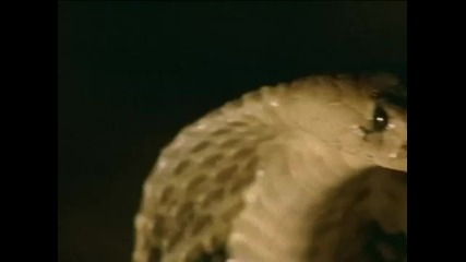 Дива Планета - Кобра/planet Wild - Cobra