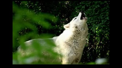 wolf`s