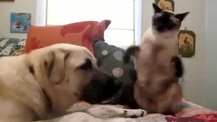 Куче и котка си играят!!! Смях