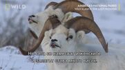 Планински овце | Дивата Аляска | NG Wild Bulgaria
