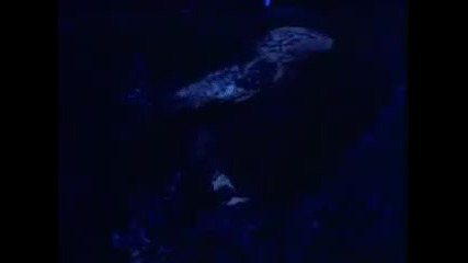 Mike Oldfield ft. Maggie Reilly - Moonlight Shadow [retro]