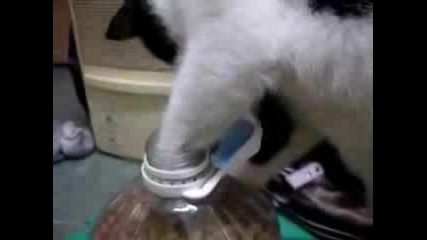 Много Умна Котка