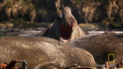 National Geographic - Дивата Природа : Войни на морски слонове