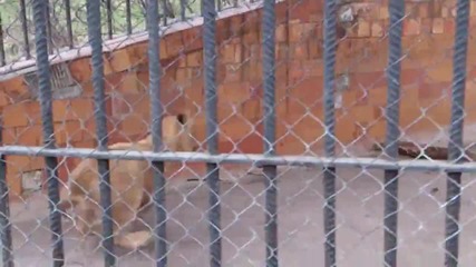 Малките Сладки Лъвчета От Варненският Зоопарк