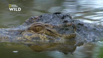 Соленоводният крокодил