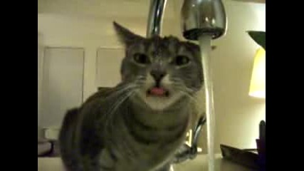 Странно !!! Котка се къпе и пие вода !!! 