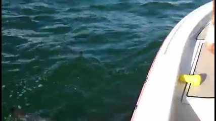 Щур рибар успява да спаси уловът си от акула чук с голи ръце!