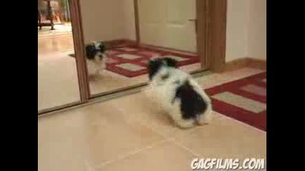 Puppy vs. Mirror 
