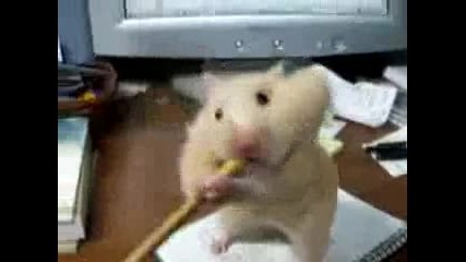 ebasi pobarkaniia hamster