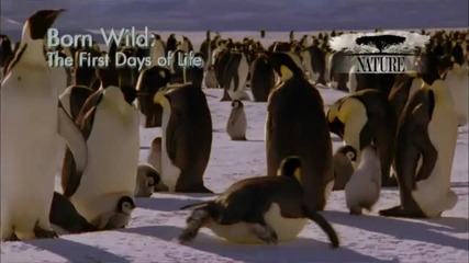 Nature Born Wild - Официална Реклама... 