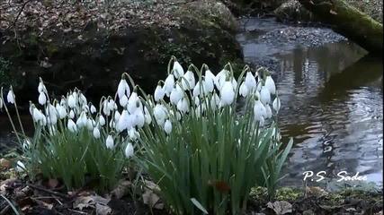 Alice Vegas - Snowdrops