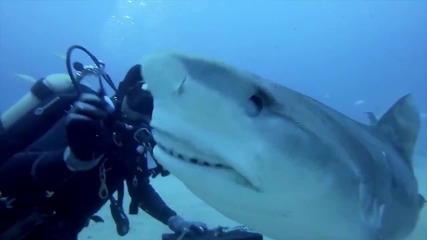 Водолаз плува сред тигрови акули