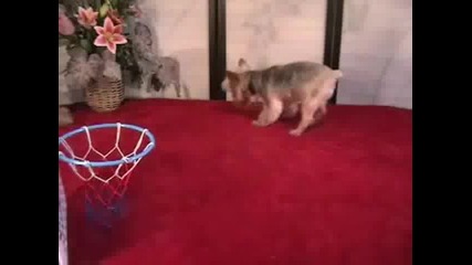 Куче Играе Баскетбол