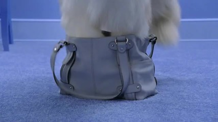 cesar bistro commercial - now every dog wants to be a cesar dog