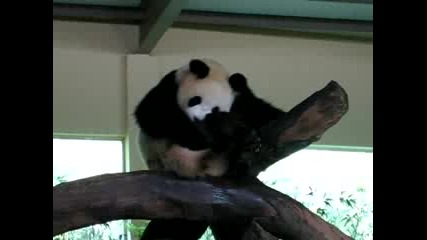 Сладка Панда