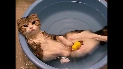 Котка се къпе