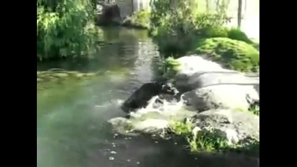 Такова куче не сте виждали , смях 