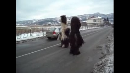 сурва ораново дългата махала 2012