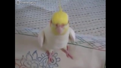 Папагалът сладур си свири сладка мелодия