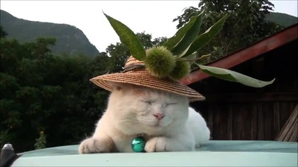 Eдна истинска котешка дама..