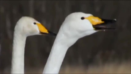 Snowy White - Bird Of Paradise