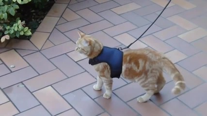 Котка на разходка
