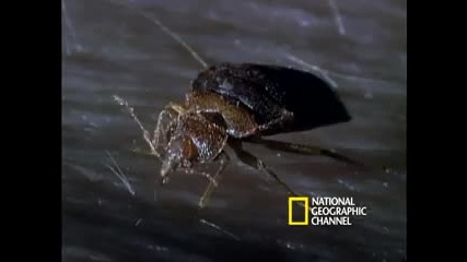 Bed Bugs 
