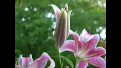 Bee Gees - I Still Love You