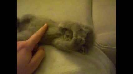 Много сладко коте спинка :)