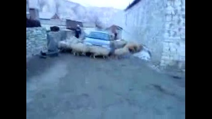 Овце се въртят около кола