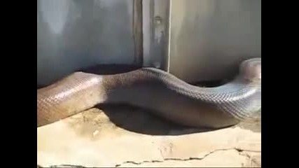 Намериха най дългата змия мъртва ;x 