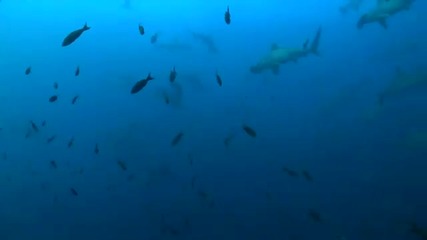 Морски свят - Галапагос 2010