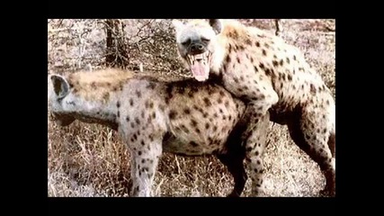 Животински Секс - Смях До Скъсване