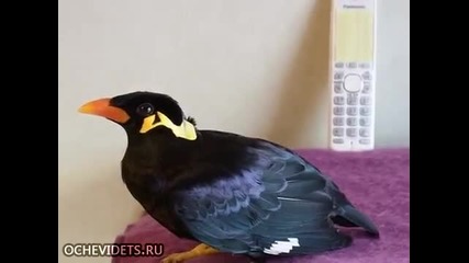 Птица говори на японски