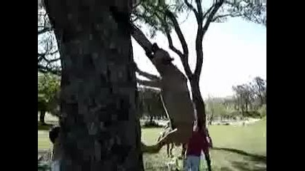 Невероятно Питбулл тегли кола!