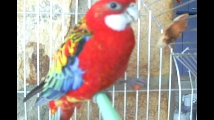 Моят папагал #2 