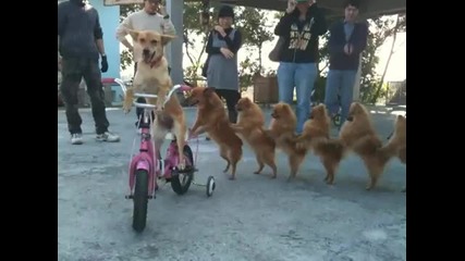 Не са ли готини 