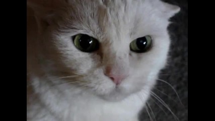 Don 39 t Pet this Kitty Pt 4 