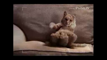 Невероятно котката танцува