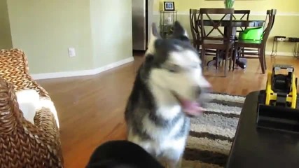 Mishka wants Chinese - Subtitled
