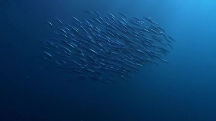 Нашата Планета - Световния океан 