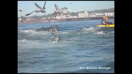 Чайки нападат кит.