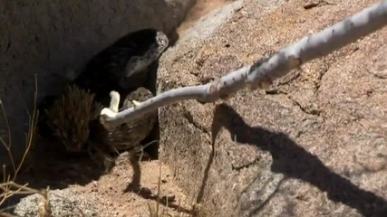 Born Survivor_ Bear Grylls